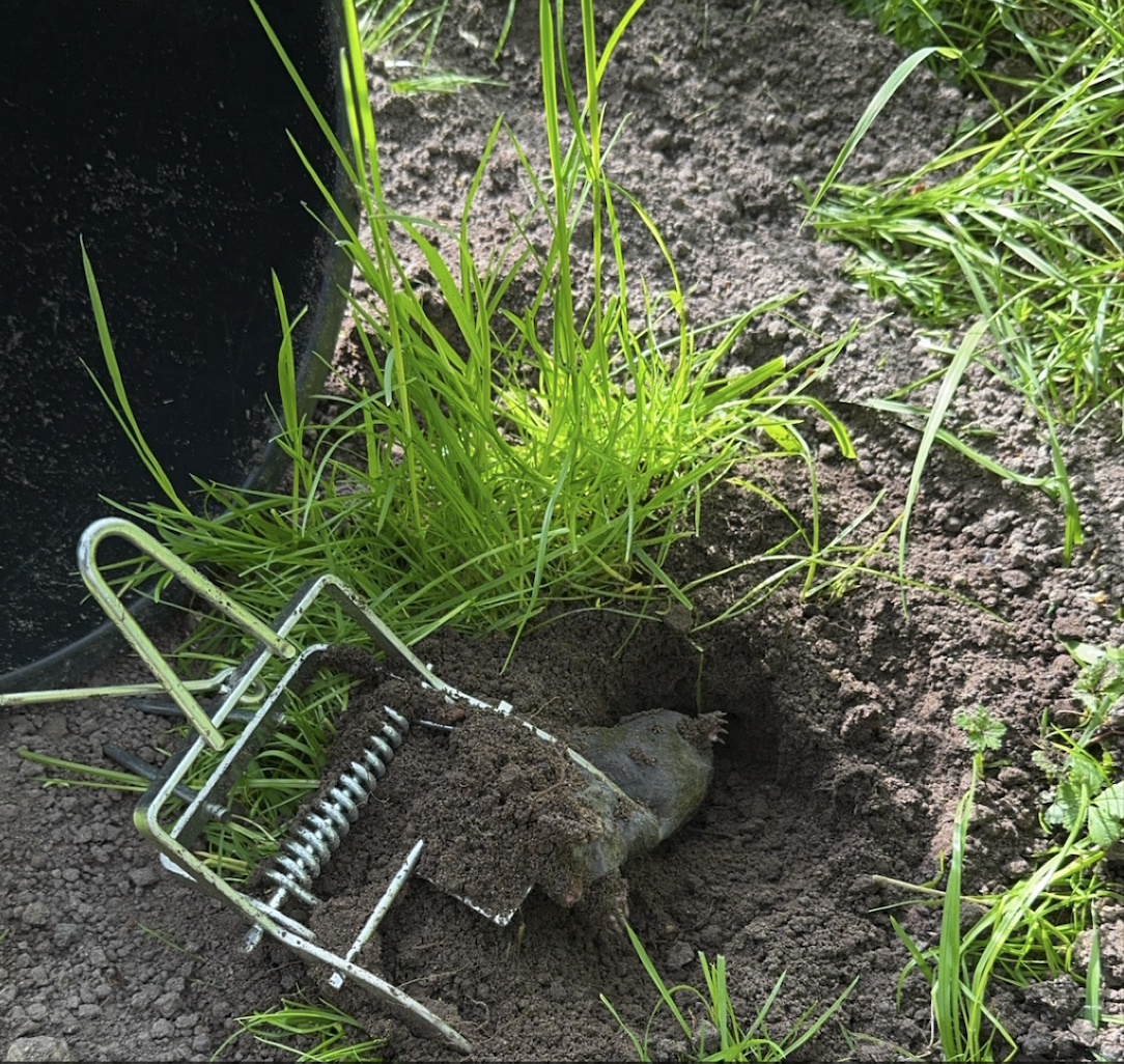 Muldvarpesaks - Svær model