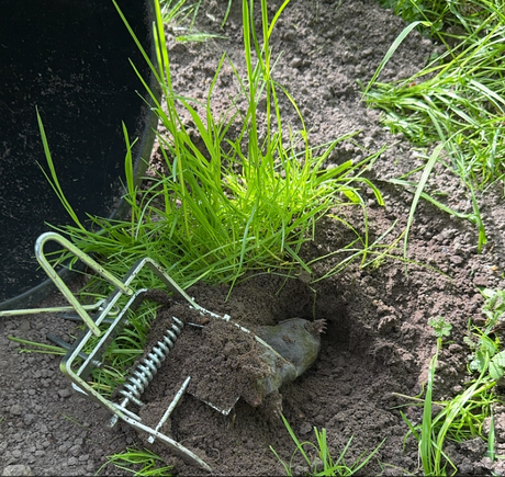 Muldvarpesaks - Svær model